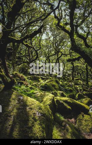 Wistmans Wood im verblendeten Sonnenlicht Stockfoto
