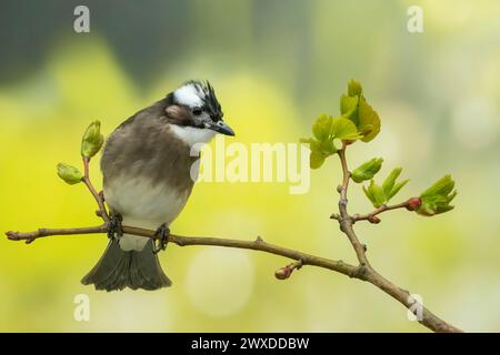 Leicht belüfteter Bulbul oder chinesischer Bulbul, Pycnonotus sinensis Stockfoto