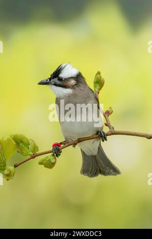 Leicht belüfteter Bulbul oder chinesischer Bulbul, Pycnonotus sinensis Stockfoto