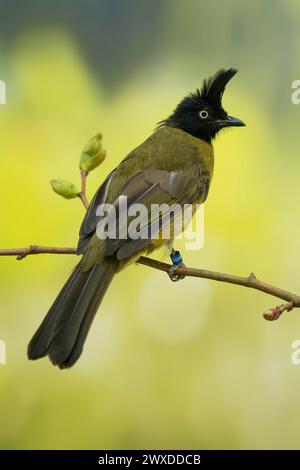 Schwarzhaubenbulbul, Rubigula flaviventris Stockfoto