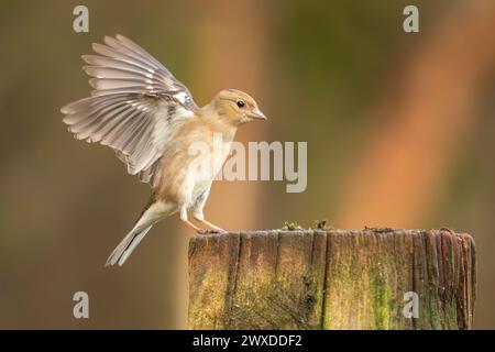 Eurasisches Buchbeinweibchen, Fringilla coelebs Stockfoto