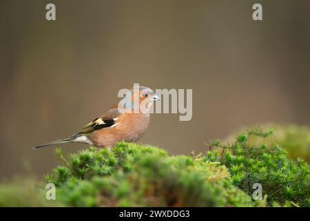 Eurasischer Buchbeinmännchen, Fringilla coelebs Stockfoto