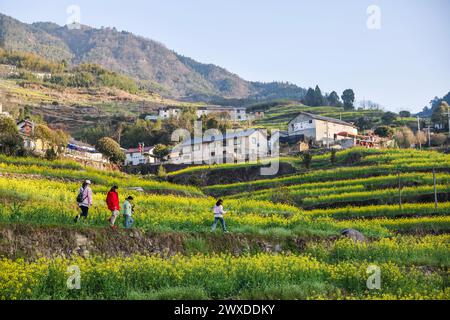 Hangzhou, chinesische Provinz Zhejiang. März 2024. Touristen sehen cole-Blumen auf einem Feld in der Stadt Qiantan der Stadt Jiande, ostchinesische Provinz Zhejiang, 21. März 2024. Quelle: Xu Yu/Xinhua/Alamy Live News Stockfoto