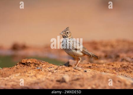 Wappen-Lark, der auf dem Boden in der Nähe eines Teichs thront. Spanien. Stockfoto