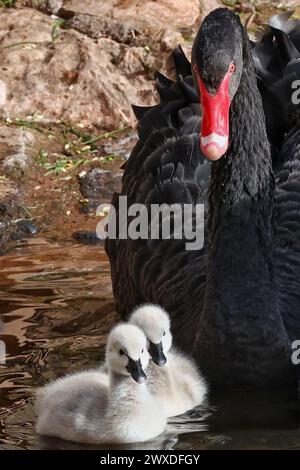 Dawlish, Devon, Großbritannien. 30. März 2024. Flauschige schwarze Schwan-Zygnets in Dawlish, Devon, Großbritannien. Gutschrift Stockfoto