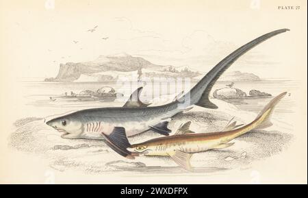 Gemeiner Dreschhai, Alopias vulpinus 1 und Dornhai, Squalus acanthias 2. Handkolorierter Stahlstich von William Lizars nach einer Illustration von James Stewart aus Sir William Jardines The Naturalist's Library, Ichthyology, British Fishes, W.H. Lizars, Edinburgh, 1843. Stockfoto