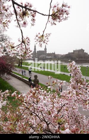 Dresden, Deutschland. 30. März 2024. Ein ornamentaler Kirschbaum umrahmt die Kulisse der Altstadt am Elbufer. Das Osterwochenende ist in Sachsen am Samstag ungewöhnlich warm mit Temperaturen von bis zu 25 Grad. Es wird viel Sonnenschein geben, und erst am Nachmittag sammeln sich vereinzelte Wolken über dem Erzgebirge, so der Deutsche Wetterdienst am Freitag. Es ist nicht zu erwarten, dass Regen fällt. Die Höhen werden zwischen 22 und 25 Grad warm sein, in den Bergen zwischen 16 und 22 Grad. Quelle: Sebastian Kahnert/dpa/Alamy Live News Stockfoto