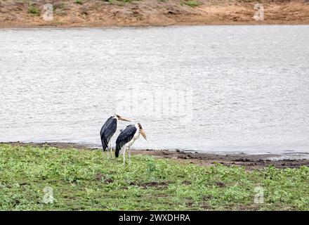 Ein paar Maraboustorch, Leptoptilos crumeniferus, am Seeufer. Zwei afrikanische Marabou-Vögel, Südafrika, Kruger-Nationalpark. Tiere Wildtiere sava Stockfoto