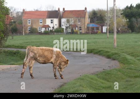 Dorney, Buckinghamshire, Großbritannien. 30. März 2024. Kühe wurden heute aus ihren Winterviehställen auf Dorney Common in Buckinghamshire gelassen, vor den Uhren, die heute Abend vorkamen. Dorney Common ist ein gemeines Land, auf dem Rinder seit über tausend Jahren von Bauern geweidet werden. Sie können sich auch frei bewegen und über die Landstraßen schlendern. Quelle: Maureen McLean/Alamy Live News Stockfoto