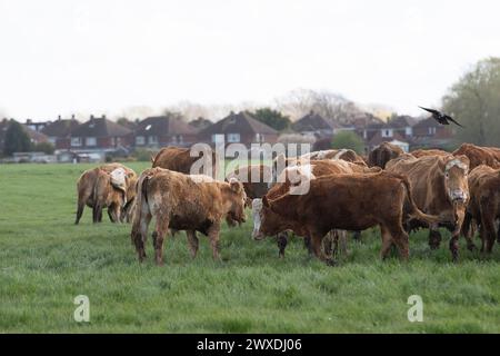 Dorney, Buckinghamshire, Großbritannien. 30. März 2024. Kühe wurden heute aus ihren Winterviehställen auf Dorney Common in Buckinghamshire gelassen, vor den Uhren, die heute Abend vorkamen. Dorney Common ist ein gemeines Land, auf dem Rinder seit über tausend Jahren von Bauern geweidet werden. Sie können sich auch frei bewegen und über die Landstraßen schlendern. Quelle: Maureen McLean/Alamy Live News Stockfoto