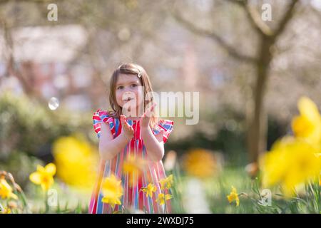 Dudley, West Midlands, Großbritannien. 30. März 2024. Die vierjährige Millie Willetts genießt etwas Frühlingssonne zwischen den Narzissen in ihrem Park in der Nähe von Dudley, West Midlands. Am Ostersonntag werden sonnige Zeiten prognostiziert, und es kann in nördlichen Teilen Großbritanniens Regen geben. Quelle: Peter Lopeman/Alamy Live News Stockfoto