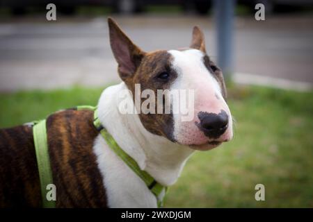 Porträt eines englischen Bullterriers Stockfoto