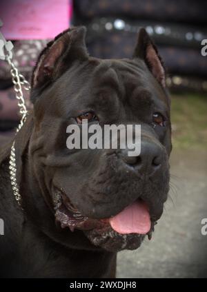 Porträt eines jungen schwarzen Cane Corso-Mannes Stockfoto