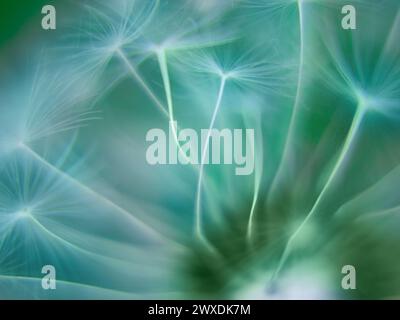 Verschwommener grüner abstrakter Naturhintergrund. Frühling Sommer selektiver Fokus Löwenzahn Hintergrund. Kopierbereich Stockfoto