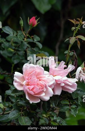 Rosa Felicia Albertine. Zwei blühende Knospen Roses Morgengruss, umgeben von grünem Blattwerk eines Busches, im Garten. Lachsrosa Blumen, Nahaufnahme botanischer Hintergrund Stockfoto