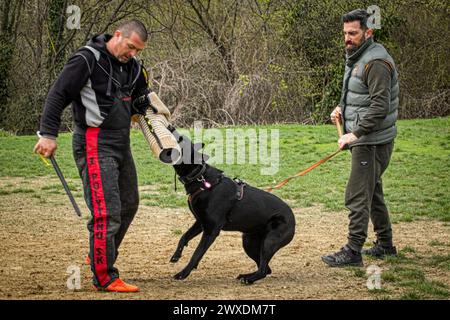 Hundesport - Deutscher Schäferhund mit Helfer während einer Schutzarbeit Stockfoto