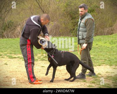 Hundesport - Deutscher Schäferhund mit Helfer während einer Schutzarbeit Stockfoto