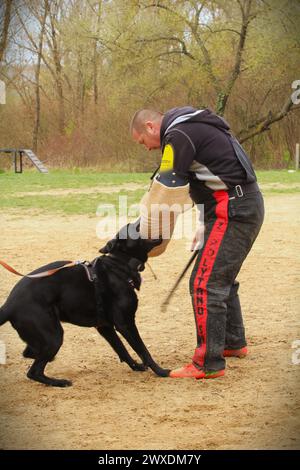 Hundesport - Deutscher Schäferhund mit Helfer während einer Schutzarbeit Stockfoto
