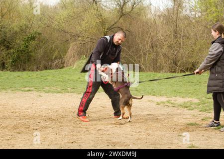 Amerikanischer Tyrann während der Schutzarbeit - einer der Hundesportarten Stockfoto