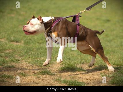 Amerikanischer Tyrann während einer Schutzübung Stockfoto