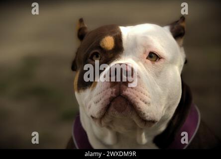 Porträt einer freundlichen amerikanischen Tyrannen Stockfoto