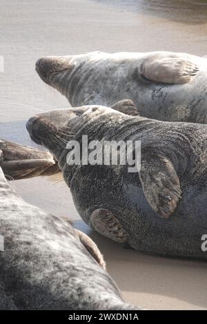 Ein Paar graue Seehunde am Horsey Beach Stockfoto