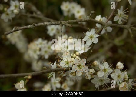 Spring UK - Blackthorn Blossom Stockfoto