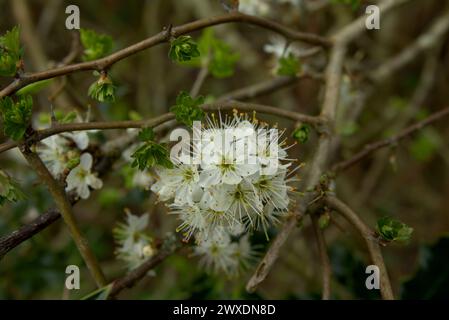 Spring UK - Schwarzdornblüte und Weißdornblätter Stockfoto