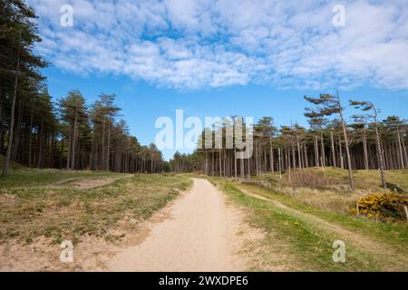 Newborough Forest Naturschutzgebiet an der Südküste von Anglesey, Nordwales. Stockfoto