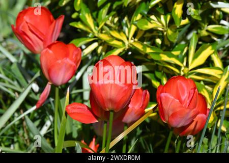 Leuchtende Frühlingsblumen der Tulpe, Tulipa Darwin Hybrid „Orange Van Eijk“ wächst im britischen Gartenmarsch Stockfoto