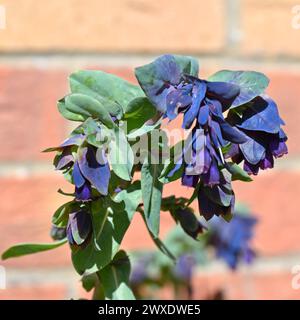 Marineblaue Frühlingsblumen und Blätter von honeywort, Cerinthe Major Purpurascens, wachsen im britischen Gartenmarsch Stockfoto