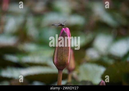 Libelle auf der Seerosenblume Stockfoto