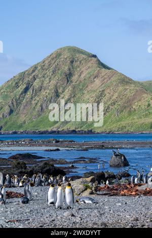 Australien, Tasmanien, Macquarie Island, Sandy Bay (UNESCO) Panoramablick auf Königspinguine (Aptenodytes patagonica) am Strand. Stockfoto