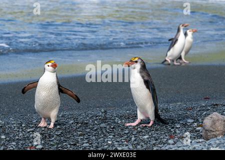 Australien, Tasmanien, Macquarie Island, Sandy Bay (UNESCO) Königliche Pinguine am schwarzen Sandstrand (Eudyptes schlegeli) endemische Arten. Stockfoto