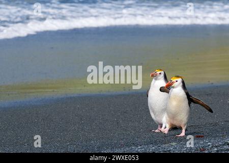 Australien, Tasmanien, Macquarie Island, Sandy Bay (UNESCO) Königliche Pinguine am schwarzen Sandstrand (Eudyptes schlegeli) endemische Arten. Stockfoto