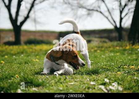 Ein bezaubernder, rot-weißer Jack Russell Terrier Welpe läuft im Kalemegdan Spring Park im Zentrum von Belgrad herum und spielt mit einem Ball. Ein Hund Chas Stockfoto