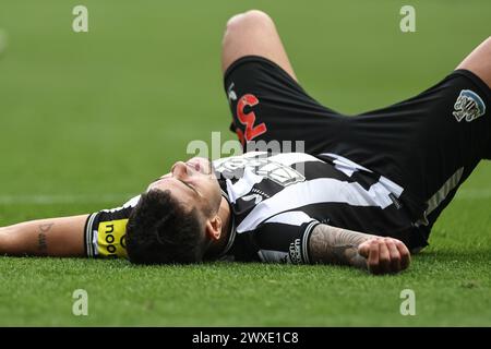 Newcastle, Großbritannien. 30. März 2024. Bruno Guimarães von Newcastle United spielt nach dem letzten Pfiff auf dem Spielfeld, als Newcastle 4-3 während des Premier League-Spiels Newcastle United gegen West Ham United in St. gewann James's Park, Newcastle, Vereinigtes Königreich, 30. März 2024 (Foto: Mark Cosgrove/News Images) in Newcastle, Vereinigtes Königreich am 30.03.2024. (Foto: Mark Cosgrove/News Images/SIPA USA) Credit: SIPA USA/Alamy Live News Stockfoto