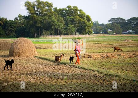 Fatehabad, Comilla-26. Dezember 2023: Landfrauen, die mit Ziegen nach Hause zurückkehren, das tägliche Leben der Landfrauen kehren nach Bangladesch zurück. Stockfoto