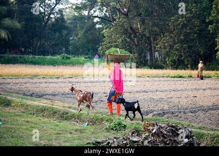 Fatehabad, Comilla-26. Dezember 2023: Landfrauen, die mit Ziegen nach Hause zurückkehren, das tägliche Leben der Landfrauen kehren nach Bangladesch zurück. Stockfoto