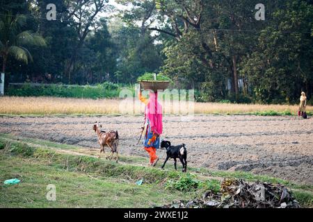 Fatehabad, Comilla-26. Dezember 2023: Landfrauen, die mit Ziegen nach Hause zurückkehren, das tägliche Leben der Landfrauen kehren nach Bangladesch zurück. Stockfoto