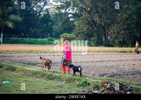 Fatehabad, Comilla-26. Dezember 2023: Landfrauen, die mit Ziegen nach Hause zurückkehren, das tägliche Leben der Landfrauen kehren nach Bangladesch zurück. Stockfoto