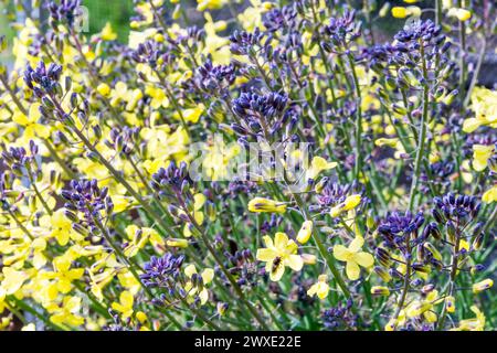 Violett keimender Brokkoli, Brassica oleracea. Eine Pflanze ist zu lange übrig geblieben und produziert gelbe Blüten und beginnt zu säen. Stockfoto