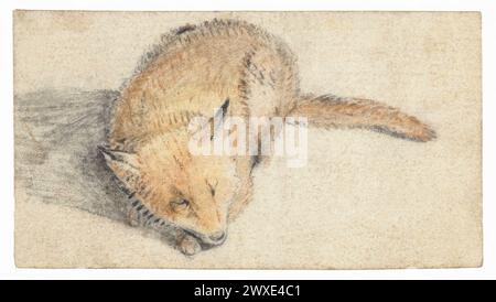 Aquarellgemälde eines schlafenden Fuchs von Gerard ter Borch. Gerard ter Borch, auch Gerard Terburg genannt, war ein niederländischer Genremaler, der im Goldenen Zeitalter lebte. Er beeinflusste die niederländischen Maler Gabriel Metsu, Gerrit Dou, Eglon van der Neer und Johannes Vermeer. Zwolle, Niederlande, ca. 1626 - vor 1662 Pinsel mit Kreide (Farbe). Das Original misst 7 x 12 cm Stockfoto