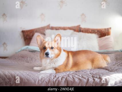 Ein charmanter roter walisischer Corgi Pembroke Hund liegt auf dem Bett des Besitzers in einem ruhigen, hellen Schlafzimmer Stockfoto