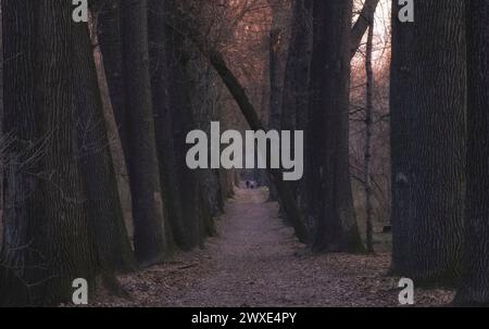 Wunderschöne Eichenallee in einem Stadtpark im Spätherbst. Baumhain in Almaty Kasachstan Stockfoto