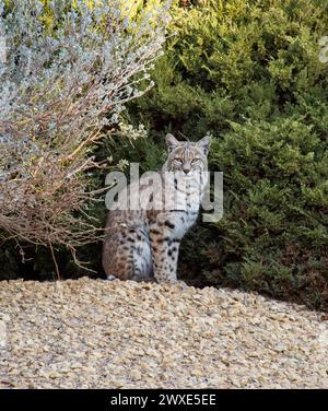 Der Rotluchs, auch bekannt als Rotluchs, ist eine der vier erhaltenen Arten der mittelgroßen Wildkatzenart Lynx. Sie ist in Nordamerika beheimatet und erstreckt sich von Südkanada über die meisten angrenzenden Vereinigten Staaten bis hin zu Oaxaca in Mexiko. Dieser Bobcat wurde zwischen Büschen im Armstrong Flight Research Center in Edwards, Kalifornien, fotografiert. Die gefleckte Katze hat ihr Zuhause auf der über 300.000 Hektar großen Mojave-Wüste, die die NASA-Einrichtung auf der Edwards Air Force Base umgibt. Eine optimierte Version eines Originalbildes der NASA. . Obligatorische Gutschrift: NASA/C.Thomas Stockfoto