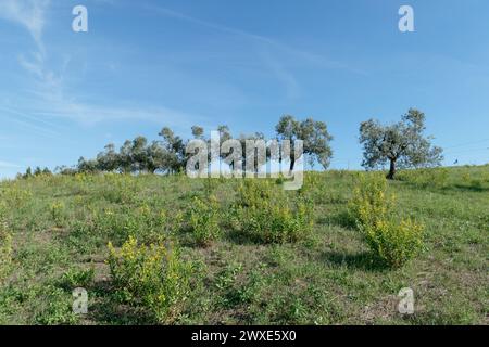 Mediterraner Olivenbaum mit reifen Oliven in der toskanischen Landschaft. Livorno, Toskana, Italien Stockfoto