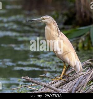 Squacco Reiher, Ardeola Ralloides, Riserva Naturale, Isola della Cona, Italien Stockfoto