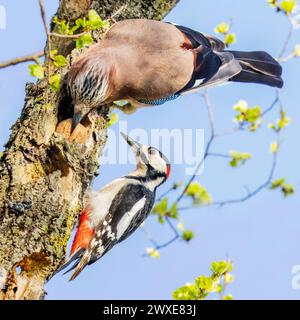 Großspecht (Dendrocopos Majorand) und Eurasian Jay, (Garrulus glandarius) Nordost-Italien Stockfoto