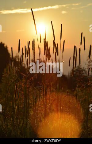 Goldene Stunde während eines Sonnenuntergangs mit Wiesenfuchsschwanz (Alopecurus pratensis) und einer winzigen Biene vorne, Linsenfleck Stockfoto